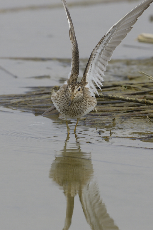 Piro piro pettorale? S. ora: Piovanello  pettorale (Calidris melanotos)